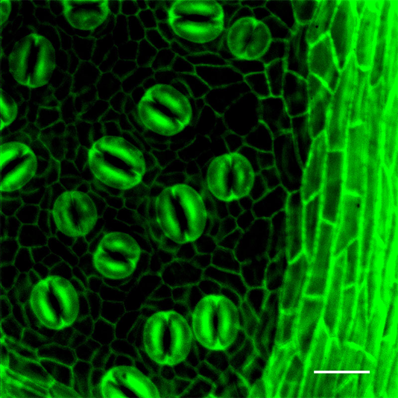 Autofluorescencia de epidermis de hoja