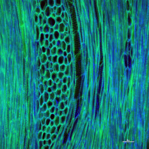 Fluorescencia de tejido vascular de cactácea