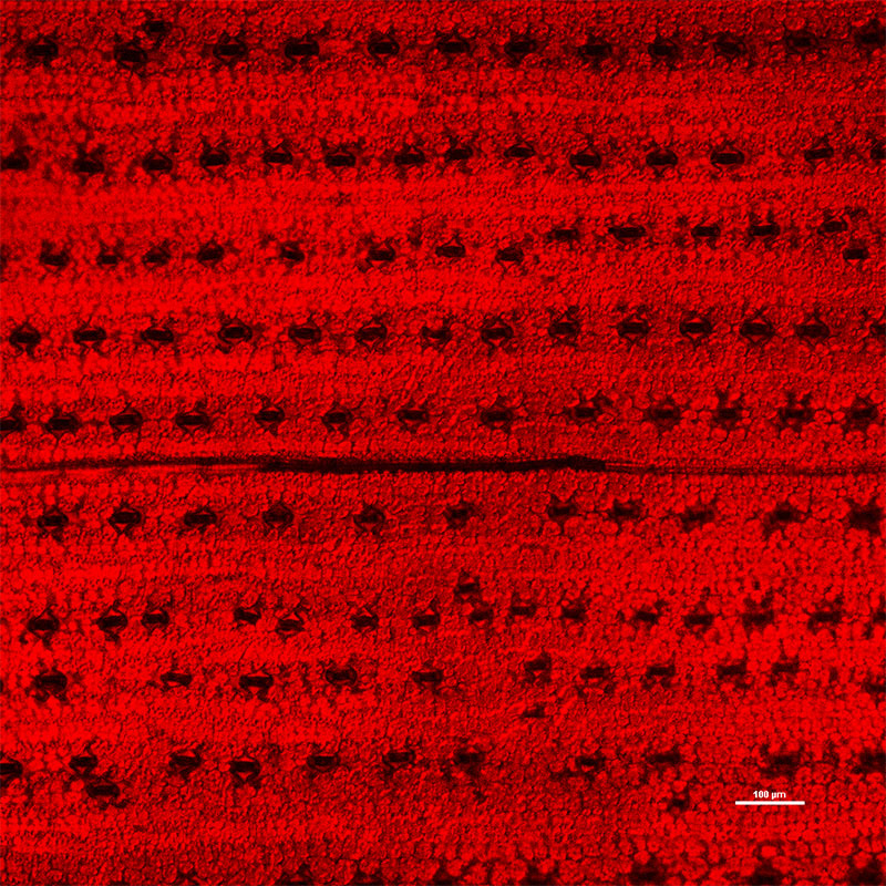 Autofluorescencia de clorofila de maíz